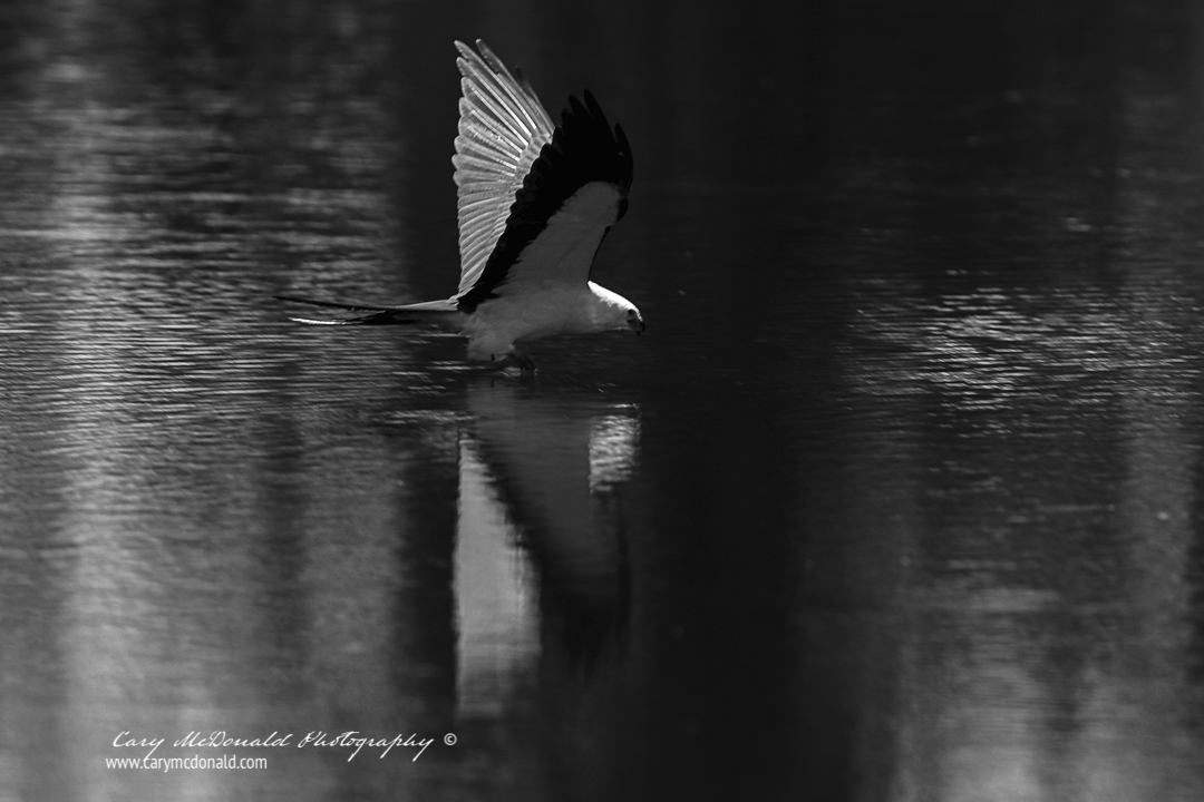 B&W of a swallow-tail kite drinking